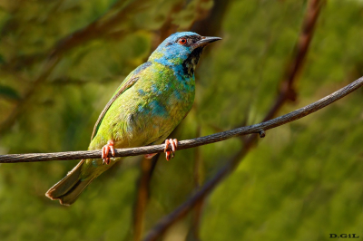 SAÌ AZUL (Dacnis cayana) (J)